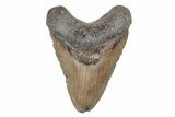 5.36" Fossil Megalodon Tooth - North Carolina - #201774-1